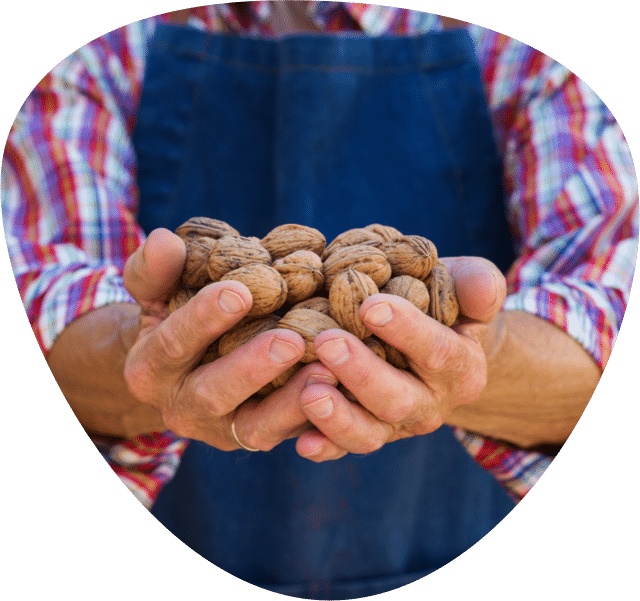 Farmers hands holding walnuts